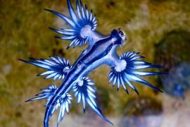 Este pequeño molusco, aunque visualmente impactante, posee un mecanismo de defensa capaz de infligir heridas severas a quienes intentan manipularlo.