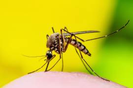 Fiebre, dolor de cabeza intenso y muscular son algunos de los síntomas asociados al dengue, según la Organización Panamericana de la Salud.
