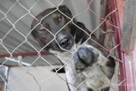 Las adopciones de perros que han sido rescatados, también vienen a la baja, esto tras la pandemia.