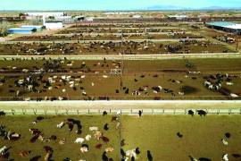 Equipos de Senasica y APHIS coordinan estrategias de vigilancia para frenar el avance del gusano barrenador.