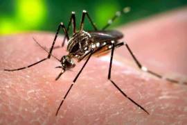 Acuña en alerta por temporada alta para Dengue, Zika y Chikungunya