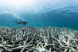 La perspectiva de salud de la Gran Barrera de Coral se redujo a &quot;muy pobre&quot; debido al calentamiento del océano