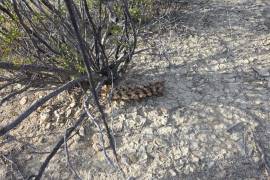 El hallazgo fue reportado por un habitante de la zona que, al buscar su ganado, percibió un olor fétido entre la maleza y dio aviso a las autoridades.