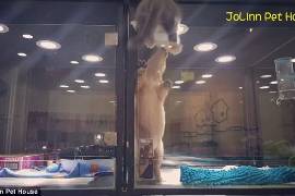 Un gato y un perro demuestran que la amistad no tiene barreras