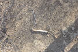 Los restos fueron trasladados a la Semefo para las investigaciones.