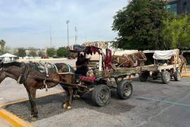 El Ayuntamiento de Torreón ha retirado de las calles diez animales de tracción en lo que va del año, como parte del programa de bienestar animal.