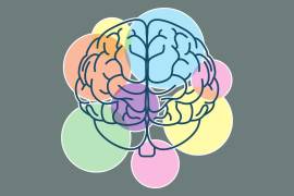Medicamentos basados en incretinas, como la tirzepatida, intervienen en mecanismos cerebrales complejos para reducir el apetito y regular el metabolismo.