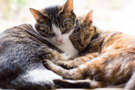 El cepillado de los gatos no es solo una cuestión estética: es una práctica esencial para su salud integral y también para el bienestar del entorno en casa.