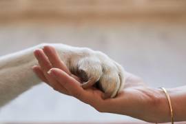 “Todos necesitamos ayuda”, declaró Joana Pacheco, integrante de la asociación Protegiendo al Ambiente y Transformando Animales Saludables (PATAS A.C.), que este 13 de octubre realizó una brigada para entregar alimento a los animales domésticos damnificados por el desbordamiento del Río Cazones en Poza Rica.