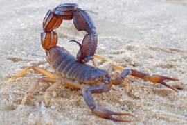 Aunque la mayoría de los alacranes en México no representan un riesgo grave para la salud, existen especies altamente venenosas