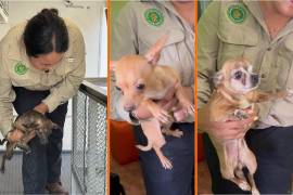 Tras la hospitalización de su dueña, elementos de la Nueva División Ambiental en Nuevo León rescataron a 16 perros chihuahua que vivían en condiciones precarias.