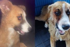 Wero, el perrito que Vivian rescató, se encuentra en buenas condiciones tras la operación de su ojo, listo para ser adoptado.