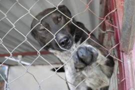 La colecta navideña permanecerá activa hasta el 30 de enero, invitando a la ciudadanía a sumarse al esfuerzo solidario.