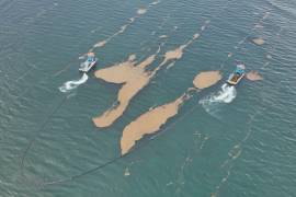QUINTANA ROO, 08SEPTIEMBRE2026.- La estrategia de la Secretaría de Marina para atender el arribo de sargazo comienza mar adentro. Mediante monitoreo satelital, barreras de contención y unidades especializadas, se busca anticipar su trayectoria, concentrarlo y recolectarlo mientras aún se encuentra vivo, antes de que alcance las costas del Caribe mexicano. La SEMAR mantiene desplegados 11 buques sargaceros costeros, con capacidad de recolección de 20 toneladas cada uno; un buque sargacero oceánico; dos sargaceras anfibias; 18 embarcaciones menores, y 13 mil 230 metros de barreras de contención. Las acciones se llevan a cabo en Isla Mujeres, Benito Juárez, Puerto Morelos, Playa del Carmen, Cozumel, Tulum y Othón P. Blanco. En estos dos últimos municipios se han identificado los mayores arribos de intensidad moderada durante el presente año. FOTO: CORTESÍA SEMAR/CUARTOSCURO.COM