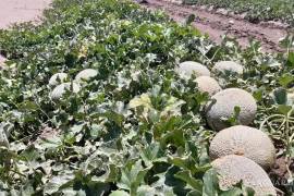 Con el riego de anego, se preparan las parcelas de La Laguna para el arranque del ciclo primavera-verano 2026.