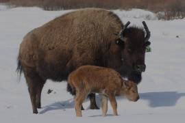 Nació el primer bisonte del Parque Nacional de Banff de Canadá en 140 años
