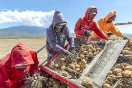 Trabajadores en un campo de papa de Galeana, Nuevo León