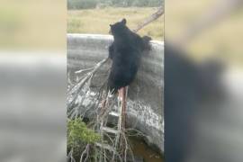 Un oso negro que rondaba por Hermanas, Coahuila cayó a una pila que se encuentra al interior del Rancho “El Jabalí”
