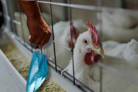 Confirma OMS muerte del primer caso humano de gripe aviar en México: El organismo afirma que es el primer caso humano confirmado en laboratorio de infección de la variante A(H5N2).