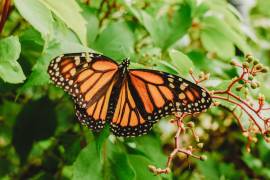 Si las ves no las apachurres; mariposas monarcas andan de paso por Saltillo