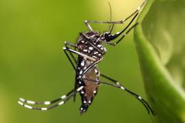 Descubre cuáles son las mejores plantas para repeler mosquitos que puedes encontrar fácilmente en mercados de México y cómo ayudan a mantener alejados a estos insectos.