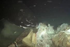 Científicos en China arrojaron una vaca muerta al mar y grabaron tiburones dormilones del Pacífico en un lugar inesperado. Descubre los sorprendentes hallazgos del experimento en aguas profundas.