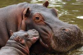 Los hipopótamos serán trasladados por vía aérea una vez que se tengan los permisos correspondientes y el recurso económico