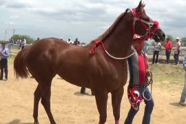 Encuentro ecuestre en Saltillo: una fiesta a caballo