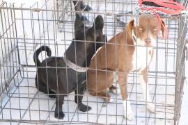 El evento tiene como objetivo principal la recaudación de fondos para el programa “TEAcompaño con Amor”, pero en esta ocasión, habrá espacio también para las mascotas.