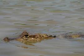 Un caimán de gran tamaño fue reportado unos 400 metros río arriba de la Isla del Mudo; Protección Civil de Piedras Negras pidió no ingresar al Río Bravo y mantiene vigilancia en el sector.