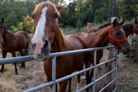 Con la reapertura de Del Rio, el traslado de caballos hacia México vuelve a contar con esta instalación fronteriza.