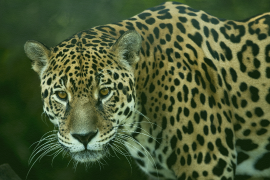 El jaguar: un dios que se recupera, pese a las amenazas de tráfico y construcción humana