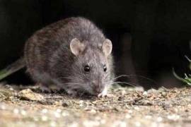 Un caso de hantavirus ha sido reportado en China. He aquí por qué no debes preocuparte.