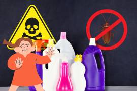Durante la temporada de lluvias, la aparición de cucarachas dentro del hogar se vuelve un problema común, además de los habituales encharcamientos o afectaciones viales.