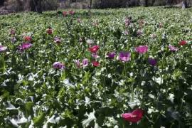 Los pobladores explicaron que hace dos semanas acordaron con autoridades federales y estatales que militares destruyeran sus plantíos y a cambio los inscribirían a programas sociales, así como la realización de obras, sobre todo, caminos.