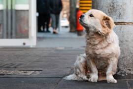 El abandono de mascotas en la calle también es maltrato animal y debe denunciarse.