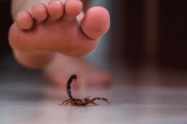 Niña de 5 años fallece por picadura de alacrán en Hermosillo: ¿se expone desabasto de antídotos?