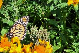 Juan Manuel Ramírez Cerda documentó la presencia de 50 mariposas monarca alimentándose en un cempasúchil en el área de campo de la UAAAN.