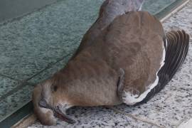 Hallazgo de aves muertas en Nuevo León alarma a ecologistas, exigen investigación