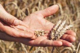 Trigo aumenta 8.6% tras ataques rusos a puertos y almacenes de cereales en Ucrania