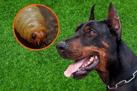 Autoridades confirmaron un caso de gusano barrenador en un perro en Tlalpan, CDMX, y activaron medidas de vigilancia y control para evitar su propagación.