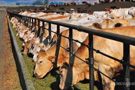 Productores piden reactivar el flujo de ganado en pie hacia Estados Unidos.