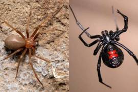 México alberga una gran diversidad de especies de arañas debido a su amplio rango de ecosistemas, desde selvas tropicales hasta desiertos.