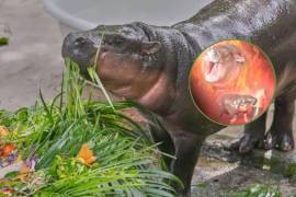 El jueves 10 de julio se celebró el primer año de vida de Moo Deng, la cría de hipopótamo pigmeo tailandés más tierna y quien es famosa por sus icónicos memes en redes sociales.