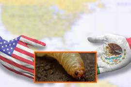 Gusano barrenador en México y Estados Unidos