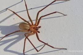 La mordedura de la araña violinista puede ser mortal si no se atiende a tiempo.