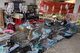 En esta imagen, distribuida por Vietnam Cat Welfare, se muestra a gatos rescatados recibiendo tratamiento en Ho Chi Minh, Vietnam.