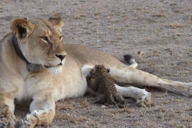 Una imagen muestra algo inusual, una leona alimenta a un leopardito