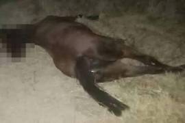 El Volkswagen Jetta modelo 2018 presentó daños materiales tras el impacto con el caballo que se encontraba sobre la carretera.