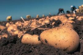 La inseguridad y falta de apoyos, los conflictos laborales, así como las tarifas arancelarias han impactado al sector agrícola de México.